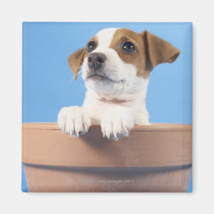 Íman Cão no flowerpot