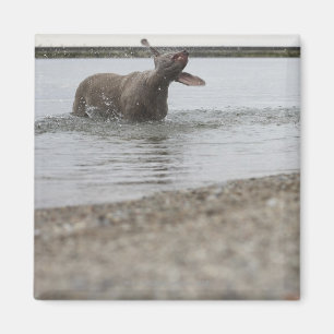 Íman Cão no lago que agita fora da água