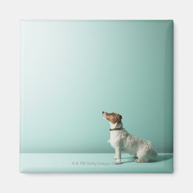 Íman cão olhando para o espaço (Frente)
