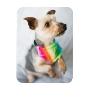 Íman Cão Orgulho gay Yorkshire Terrier