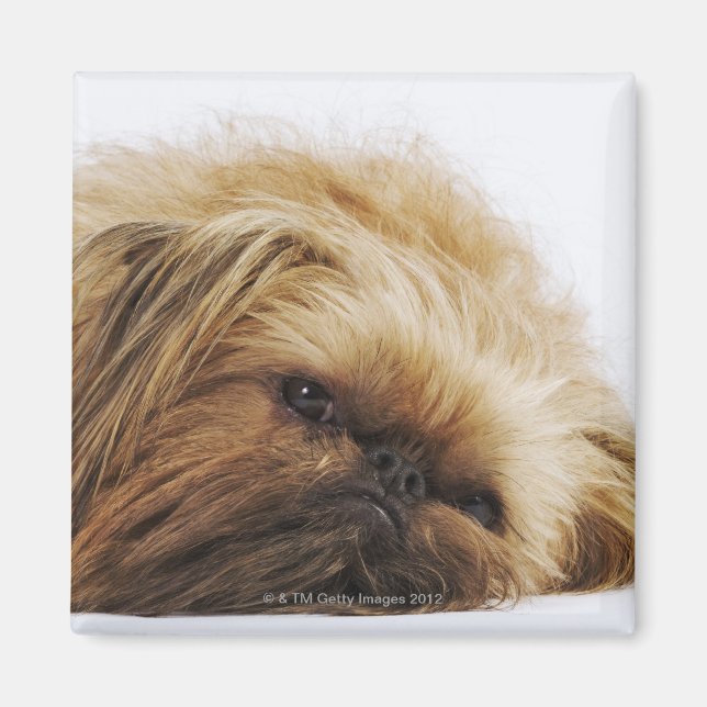 Íman Cão Pekingês, feche (Frente)