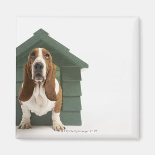 Íman Cão pela casa de cachorro