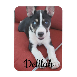 Íman Cão Personalizado | Pet Photo