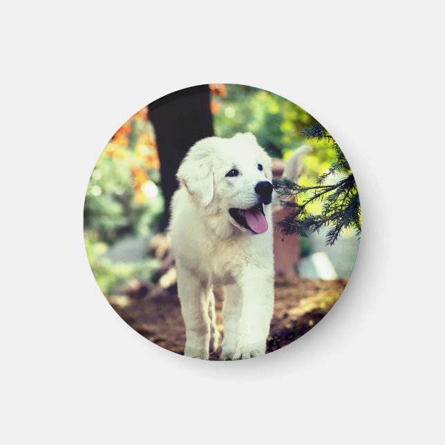 Íman Cão, Pet, Canino (Frente)