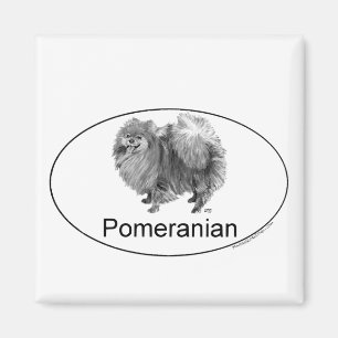 Íman Cão Pomerânia Eruo