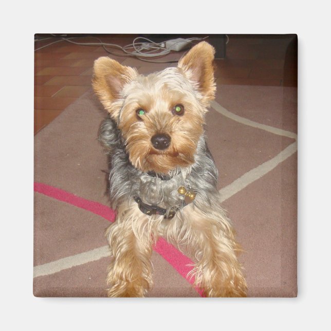 Íman cão "pop de arte" do ímã (Frente)