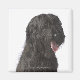 Íman Cão preto, Briard