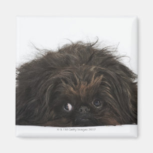 Íman Cão preto de Pekingese que encontra-se para baixo