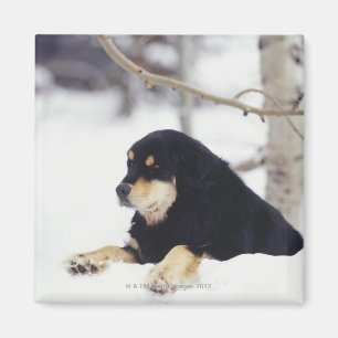 Íman Cão preto que encontra-se na neve