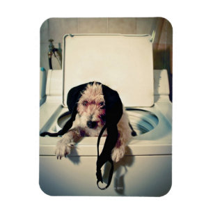 Íman Cão que ajuda para fora com a lavagem