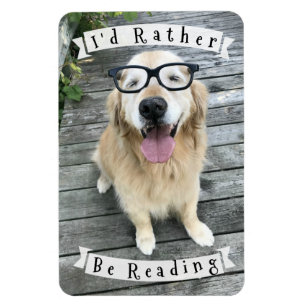 Íman Cão que do golden retriever eu preferencialmente
