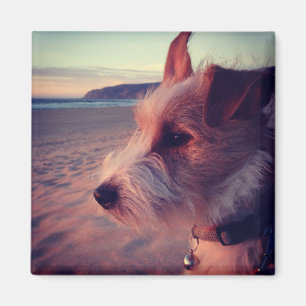 Íman Cão que enfrenta a praia