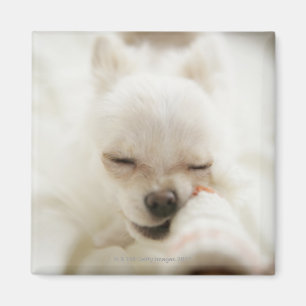 Íman Cão que guardara o brinquedo na boca