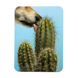 Íman Cão que lambe o cacto, fim-acima