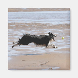 Íman Cão que persegue uma bola na praia