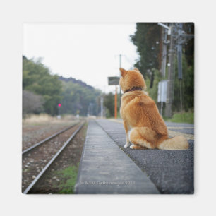 Íman Cão que senta-se no estação de caminhos-de-ferr