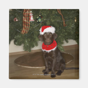 Íman Cão que senta-se por uma árvore de Natal