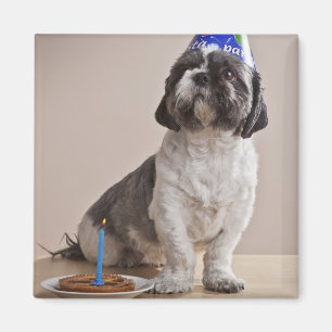 Íman Cão que tem o aniversário