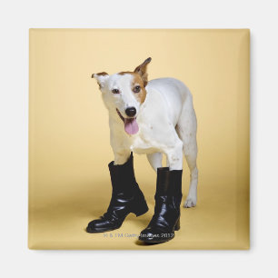 Íman Cão que veste botas