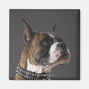 Íman Cão que veste o colar, olhando afastado