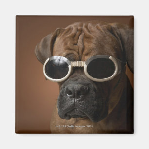 Íman Cão que veste óculos de sol