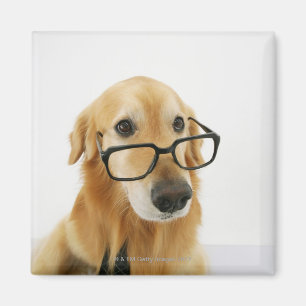 Íman Cão que vestem o laço e vidros que sentam-se na