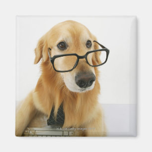 Íman Cão que vestem o laço e vidros que sentam-se na