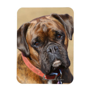 Íman Cão rajado do pugilista