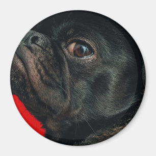 Íman cão rojo