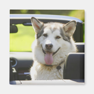 Íman Cão ronco do convertible