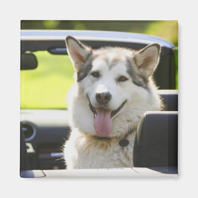Íman Cão rouco do conversível (Frente)