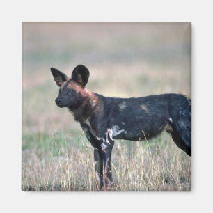 Íman Cão selvagem africano
