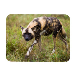 Íman Cão selvagem africano (Lycaon Pictus), jogo de