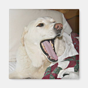 Íman Cão sonolento