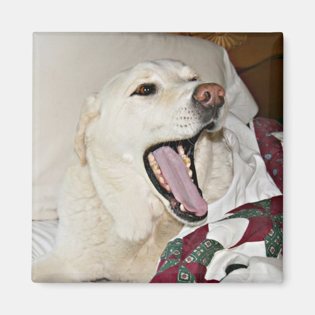 Íman Cão sonolento (Frente)