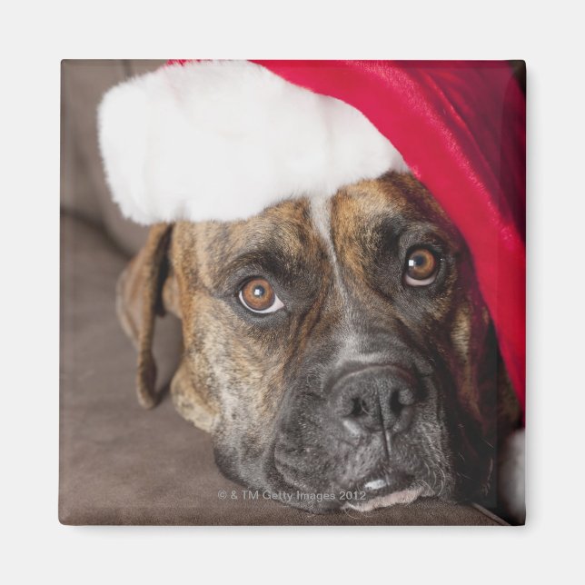 Íman Cão vestindo chapéu de Papai Noel (Frente)