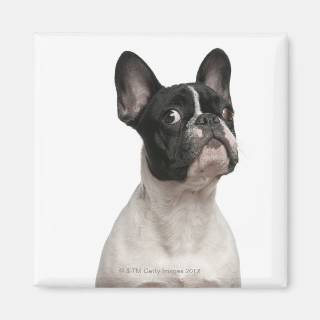 Íman Cãozinho Bulldog francês (5 meses de idade) (Frente)