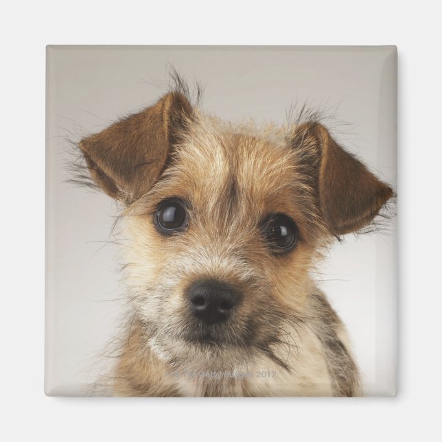 Íman Cãozinho (Canis familiaris) (Frente)