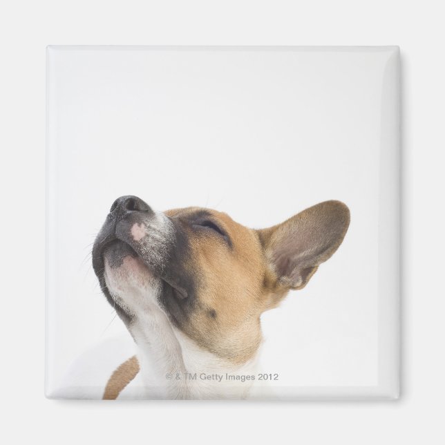 Íman Cãozinho de Mongrel (Frente)