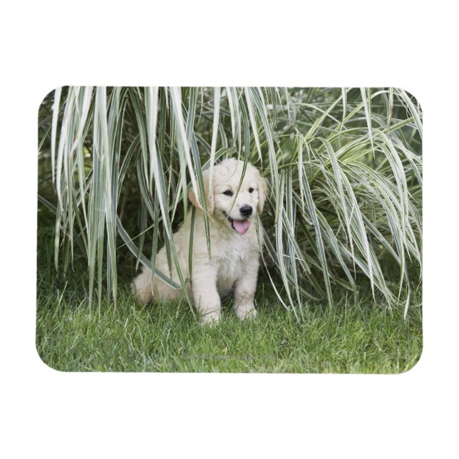 Íman Cãozinho de ouro sentado sob gramíneas altas (Horizontal)
