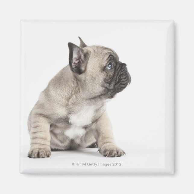 Íman Cãozinho-de-raça (Frente)