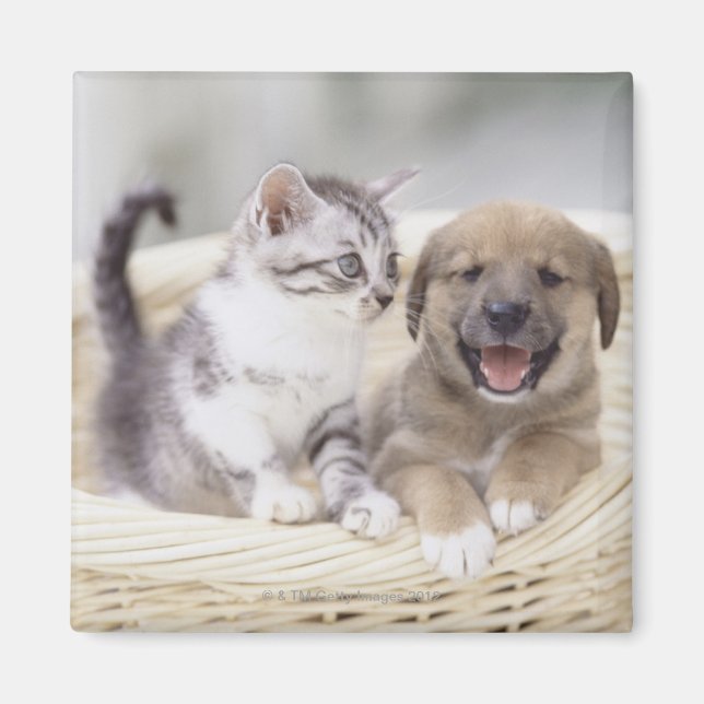 Íman Cãozinho e Gato Bebê (Frente)