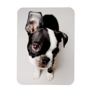 Íman Cãozinho Edison Boston Terrier.