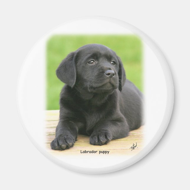 Íman Cãozinho Labrador 9Y267D-109 (Frente)