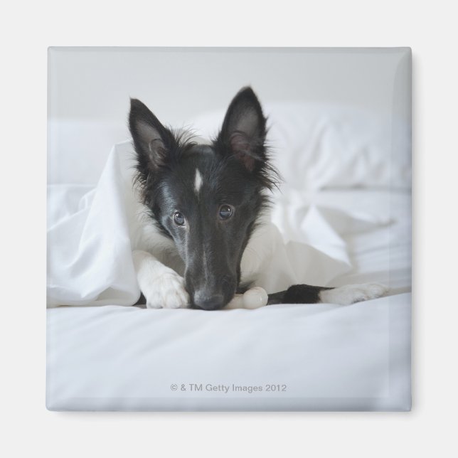 Íman Cãozinho preto e branco na cama com osso (Frente)