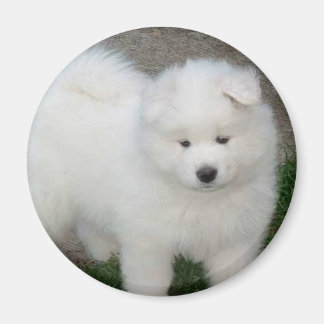Íman Cãozinho Samovido