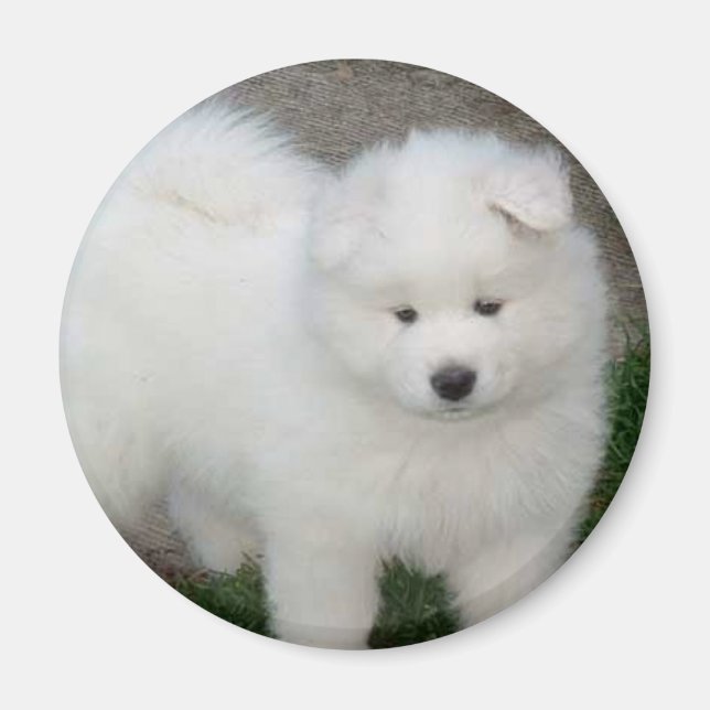Íman Cãozinho Samovido (Frente)