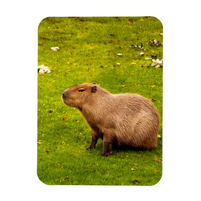Íman Capivara (Vertical)