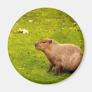 Íman Capivara