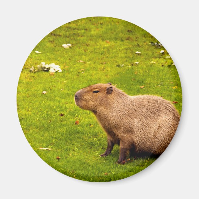 Íman Capivara (Frente)